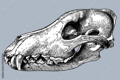 Hand drawn wolf skull profile