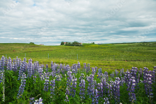 Picturesque landscape with green nature in Iceland during summer. Image with a very quiet and innocent nature. 