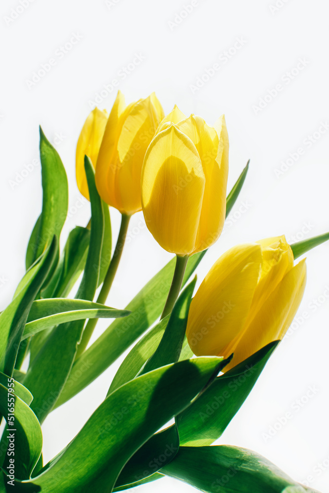 Bouquet of yellow tulip flowers on a white background with copyspace. Bouquet of yellow tulip flowers on a white background with copyspace.