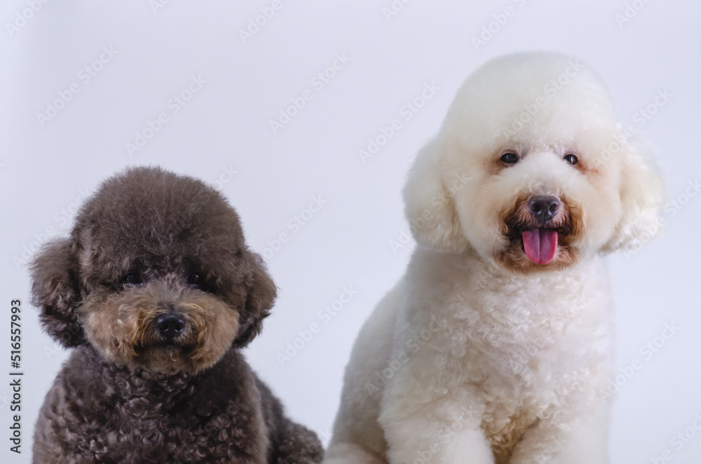 Obraz premium Two adorable Poodle dogs sitting together on white color background.