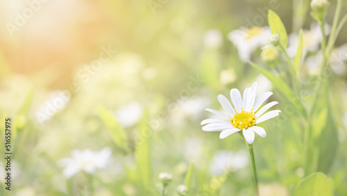 Fototapeta Naklejka Na Ścianę i Meble -  Closeup of white daisy flower on the green meadow inside garden in the morning with beautiful sunlight. Natural summer field.