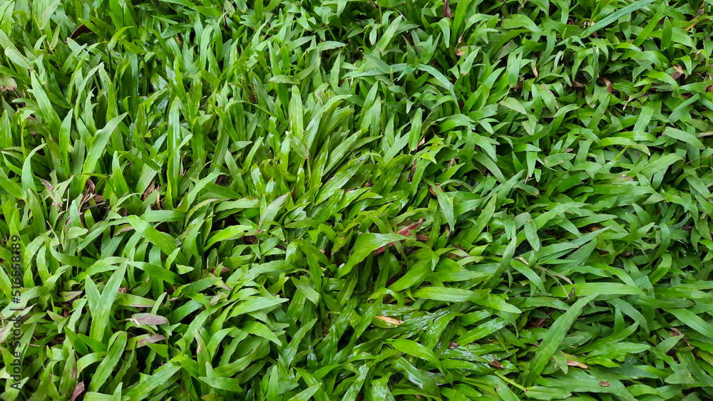 Football field green grass background