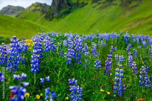  Picturesque landscape with green nature in Iceland during summer. Image with a very quiet and innocent nature.