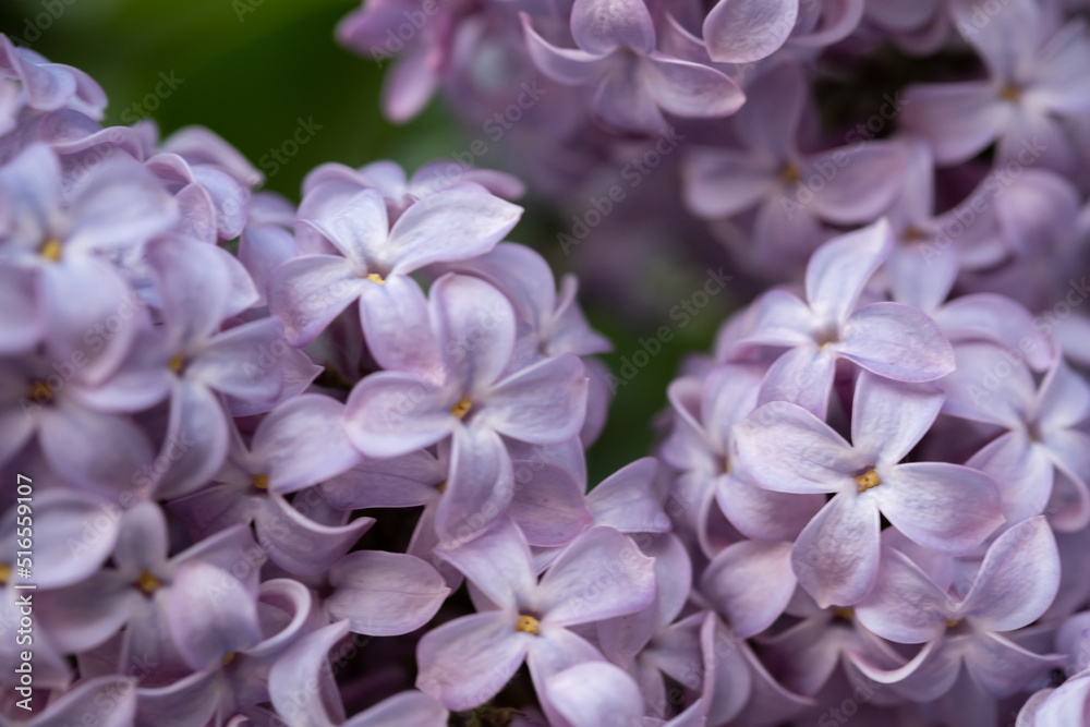 beautiful lilac branches close-up. Background. beautiful lilac branches close-up. Background.
