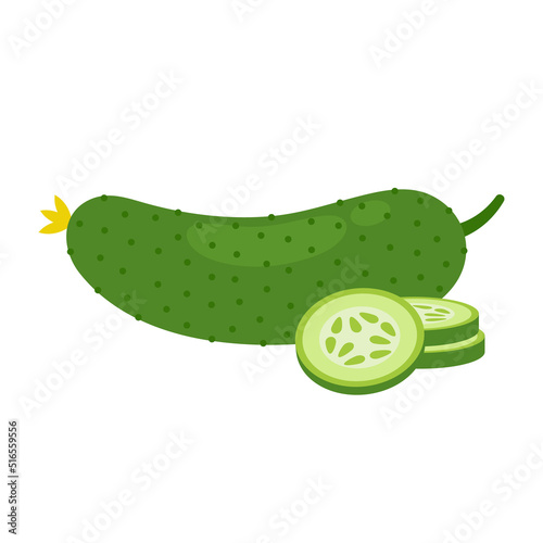 Whole fresh cucumber and slices isolated on white background. Cucumis sativus. Vegetarian food. Vector vegetables illustration in flat style.