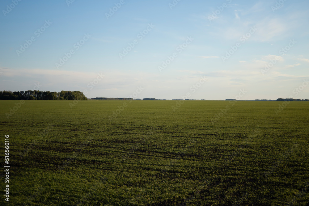 Fototapeta premium Spring sowing of wheat fields. Cultivation of wheat by the farmer.