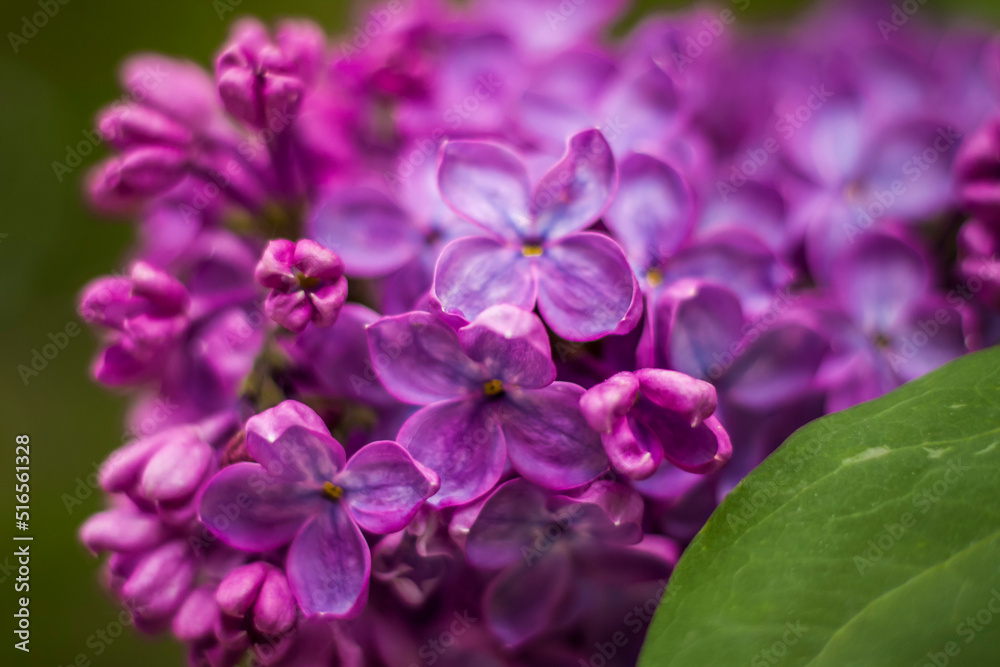 Beautiful and fragrant lilac in the garden. Close-up with a copy of the space, using the natural landscape as the background. Natural wallpaper. Selective focus. Beautiful and fragrant lilac in the garden. Close-up with a copy of the space, using the natural landscape as the background. Natural wallpaper. Selective focus.