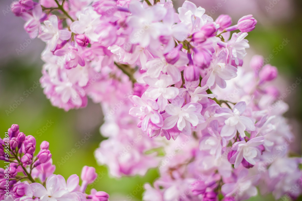 Beautiful and fragrant lilac in the garden. Close-up with a copy of the space, using the natural landscape as the background. Natural wallpaper. Selective focus.