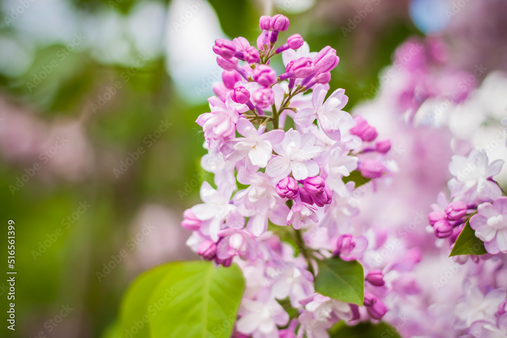 Beautiful and fragrant lilac in the garden. Close-up with a copy of the space, using the natural landscape as the background. Natural wallpaper. Selective focus. Beautiful and fragrant lilac in the garden. Close-up with a copy of the space, using the natural landscape as the background. Natural wallpaper. Selective focus.