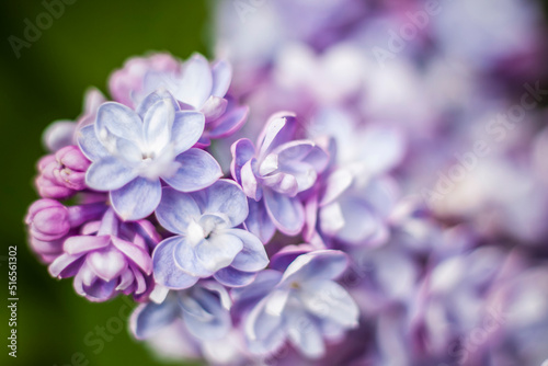 Beautiful and fragrant lilac in the garden. A close-up with a copy of the space  shot on a macro with a background blur for the wallpaper as the background. Natural wallpaper. Selective focus.