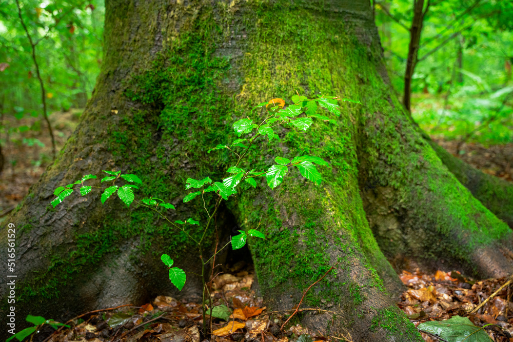 Obraz premium Baumstamm