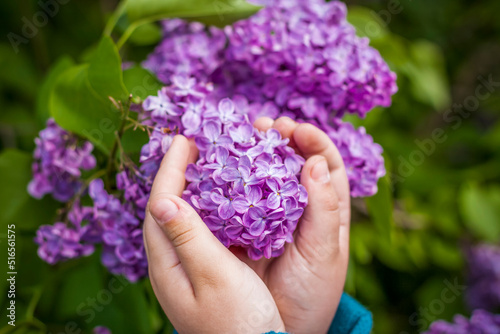Fototapeta Naklejka Na Ścianę i Meble -  Children's hands gently hold a bunch of purple lilac.  Interactions. Selective focus.