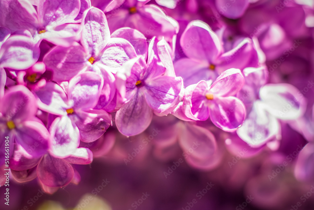 Beautiful and fragrant lilac in the garden. A close-up with a copy of the space, shot on a macro with a background blur for the wallpaper as the background. Natural wallpaper. Selective focus. Beautiful and fragrant lilac in the garden. A close-up with a copy of the space, shot on a macro with a background blur for the wallpaper as the background. Natural wallpaper. Selective focus.