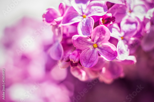 Beautiful and fragrant lilac in the garden. A close-up with a copy of the space, shot on a macro with a background blur for the wallpaper as the background. Natural wallpaper. Selective focus. © Alina Lebed