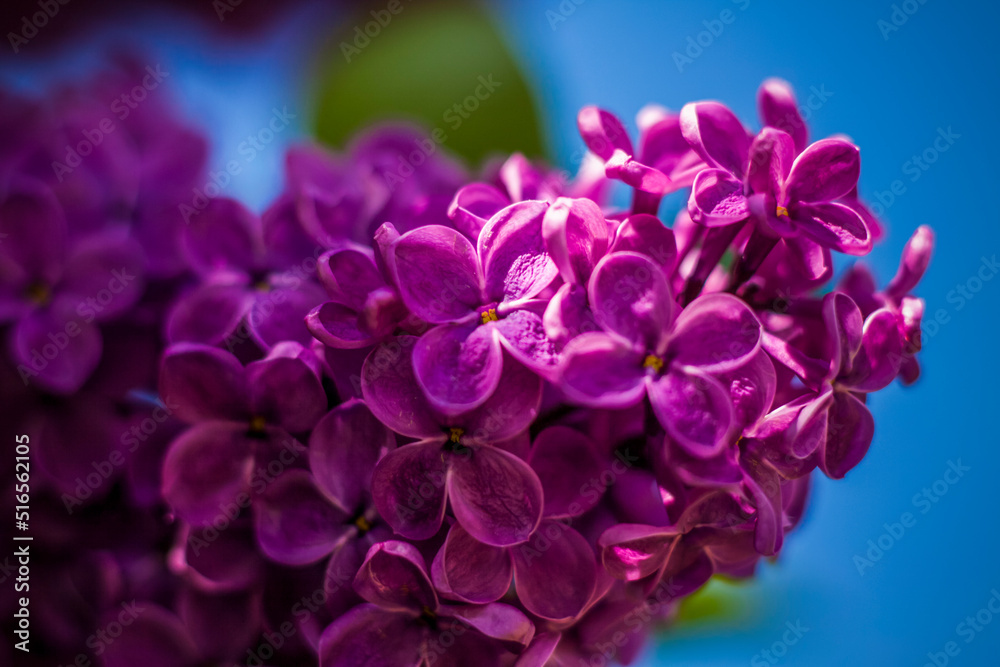 Beautiful and fragrant lilac in the garden. Close-up with a copy of the space, using the natural landscape as the background. Natural wallpaper. Selective focus. Beautiful and fragrant lilac in the garden. Close-up with a copy of the space, using the natural landscape as the background. Natural wallpaper. Selective focus.