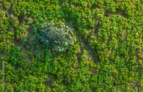 European green toad - Bufotes viridis hiding on a Volvox colony © lukjonis