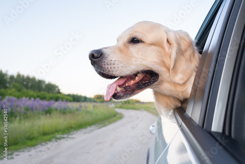 A happy dog travels in the summer by car. Golden Retriever looking out the car window on a sunny day. A car trip with a pet.