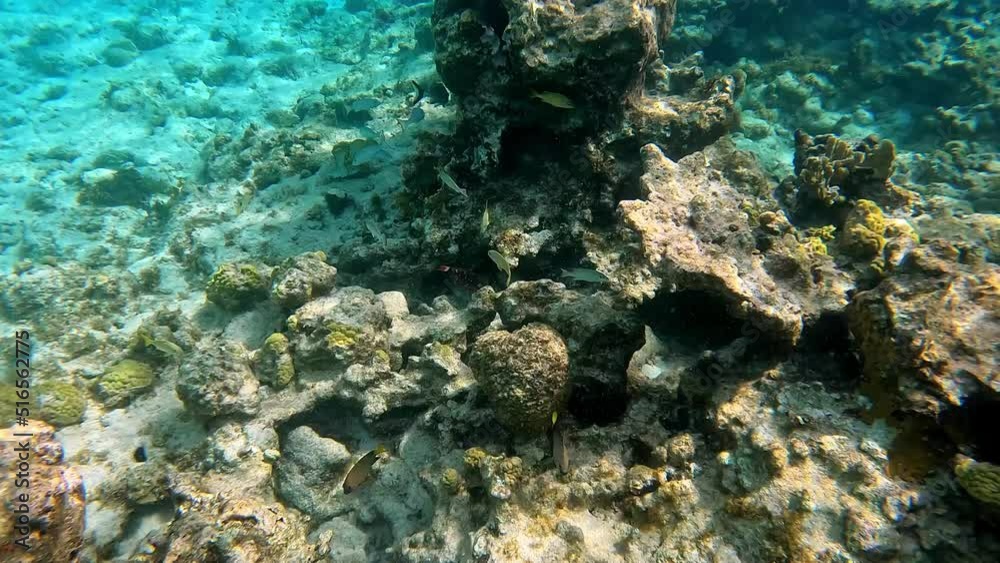 Coral underwater in the Caribbean Sea in Cayman Islands Coral underwater in the Caribbean Sea in Cayman Islands