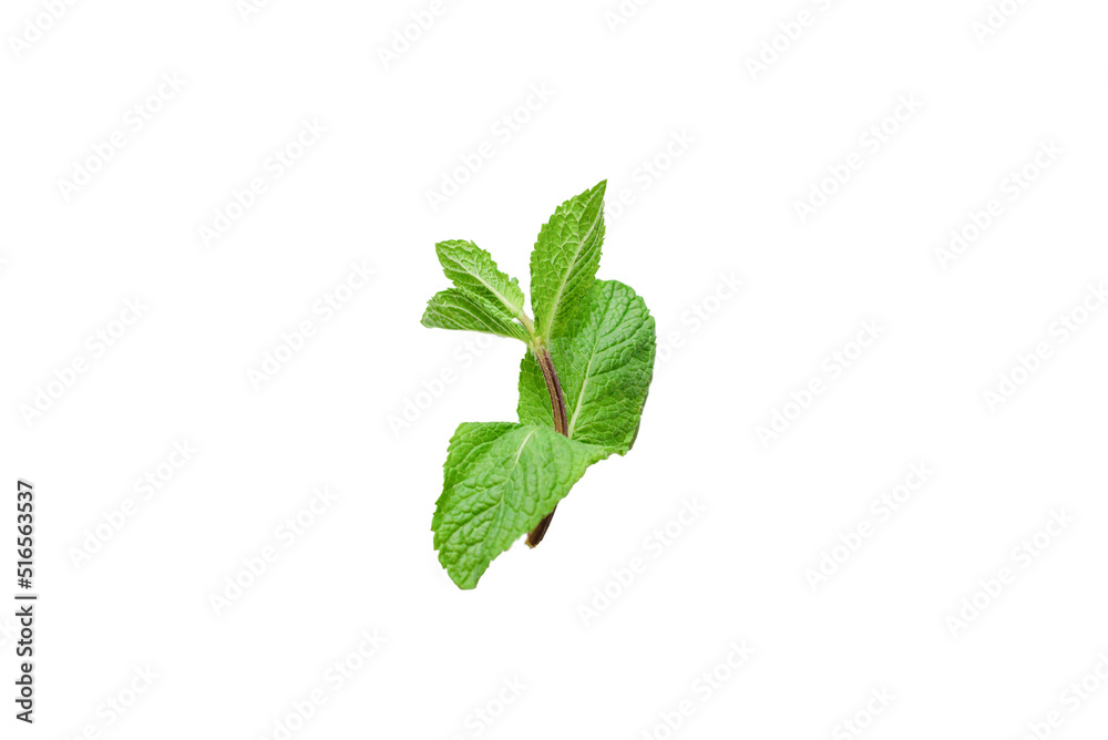 Obraz premium Fresh mint leaves isolated on white background.