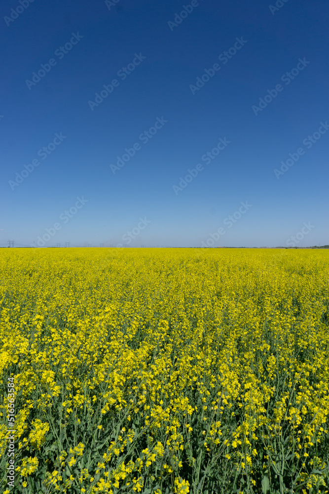 field of yellow flowers