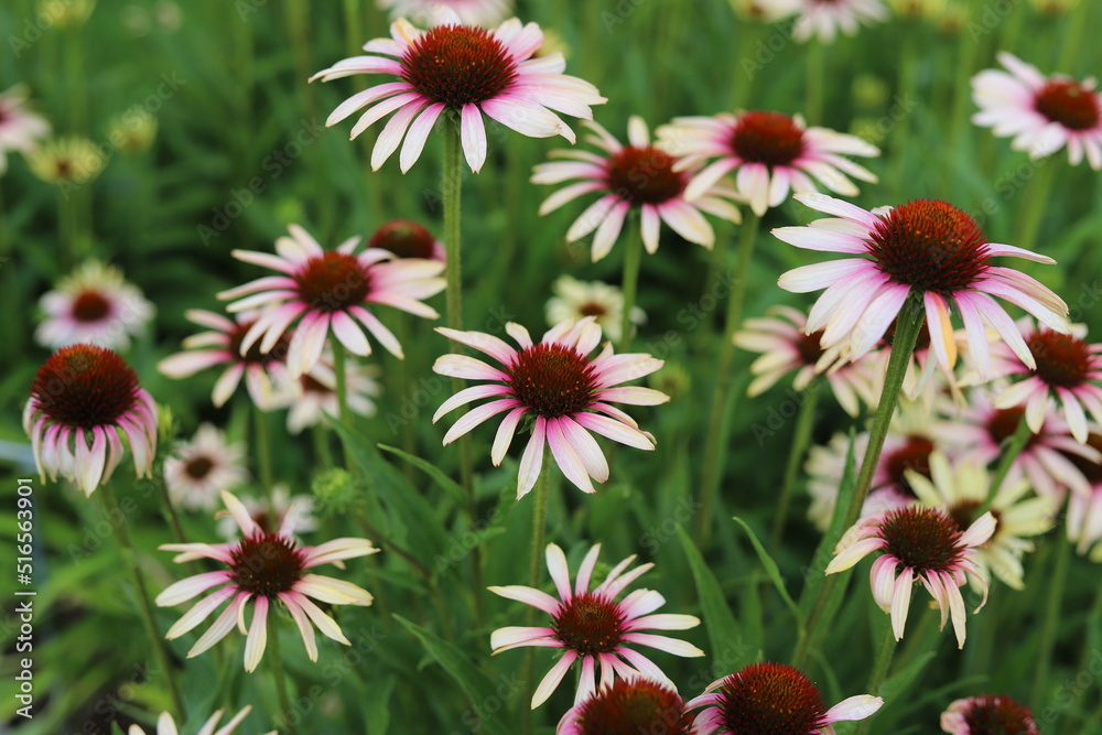 Echinacea purpurea. Flower plant commonly known as coneflower. Echinacea purpurea. Flower plant commonly known as coneflower.