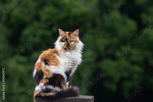 Hairy colored cat with blurry green background