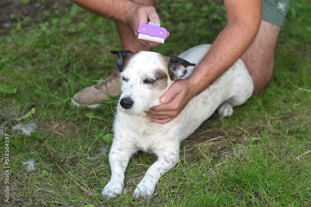 Regular dog grooming. Pet owner brushing his dog's fur Regular dog grooming. Pet owner brushing his dog's fur