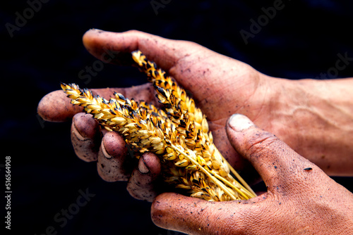 Agriculture. The problem of world fires. Economic crisis. Farmer's hands with wheat after the fire. The concept of world hunger, food crisis. Male hands with ears of wheat, burnt in the fire. 