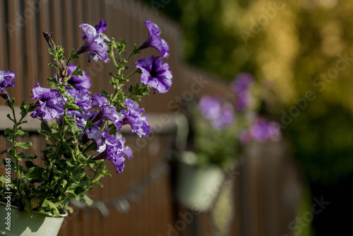Flower iron pot with varieties of lilac petunia. Light veins on the flowers of petunia radiata. Flowers close-up with light from the sun.