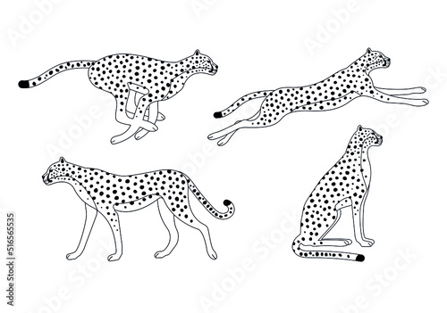 Fototapeta Vector set of outline cheetah isolated on white background