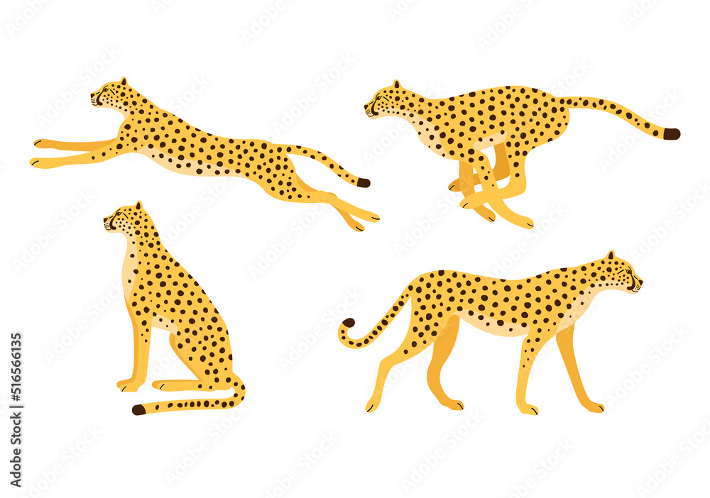 Vector set of flat hand drawn cheetah isolated on white background