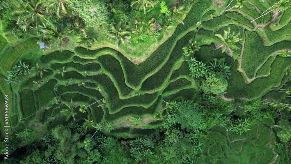 Photogenic pattern of rice paddy terraces on hill slope, top-down aerial panning shot of Tegallalang. Palm trees grow on top and bottom of ravine, lush tropical nature of Bali island upland