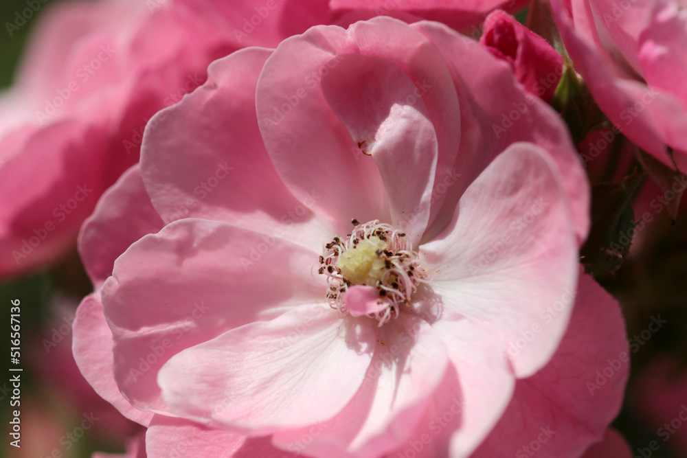 Pale pink white China Rose full blooming flower head, under the sun. Pale pink white China Rose full blooming flower head, under the sun.