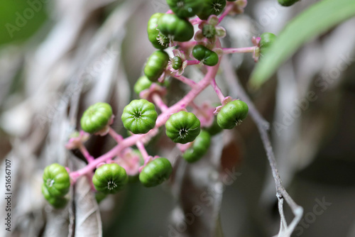 Pokeweed (Inkberry, America Yamagobo), pink branch and Immature fruits close up macro photograph. photo