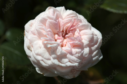 Large cream pink rose flower head close up macro photograph.