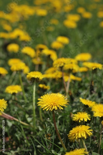 yellow dandelions on grass