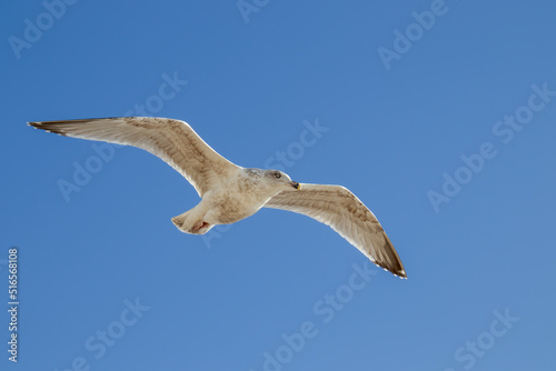 Common Gull in flight at Worthing