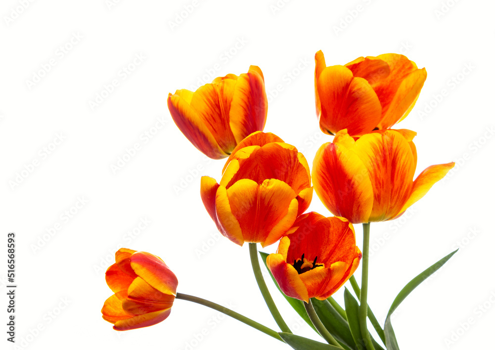 Bouquet of bright tulips isolated on white background. Copy space Bouquet of bright tulips isolated on white background. Copy space