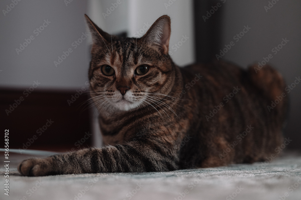 Beautiful short hair cat lying on the sofa at home. High quality photo