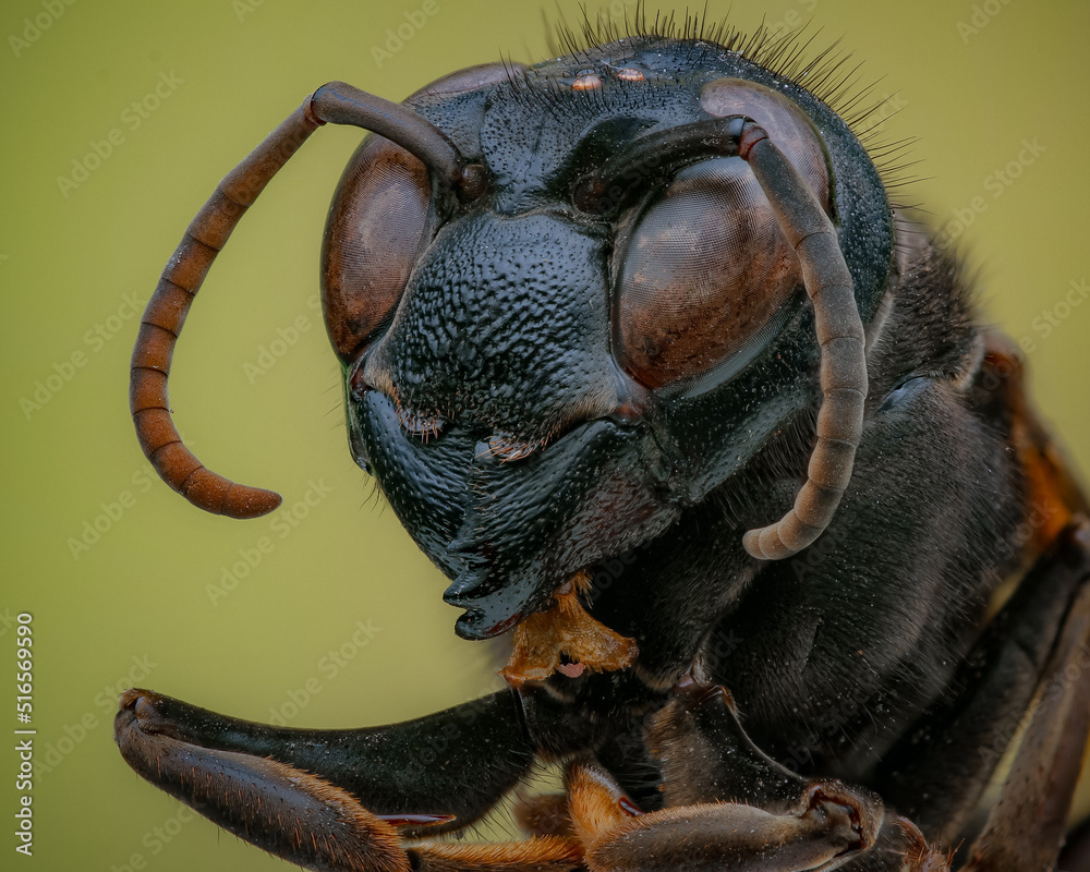 Fototapeta premium close up of a head wasp