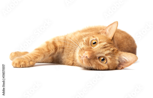 Cute red cat lying isolated on white background