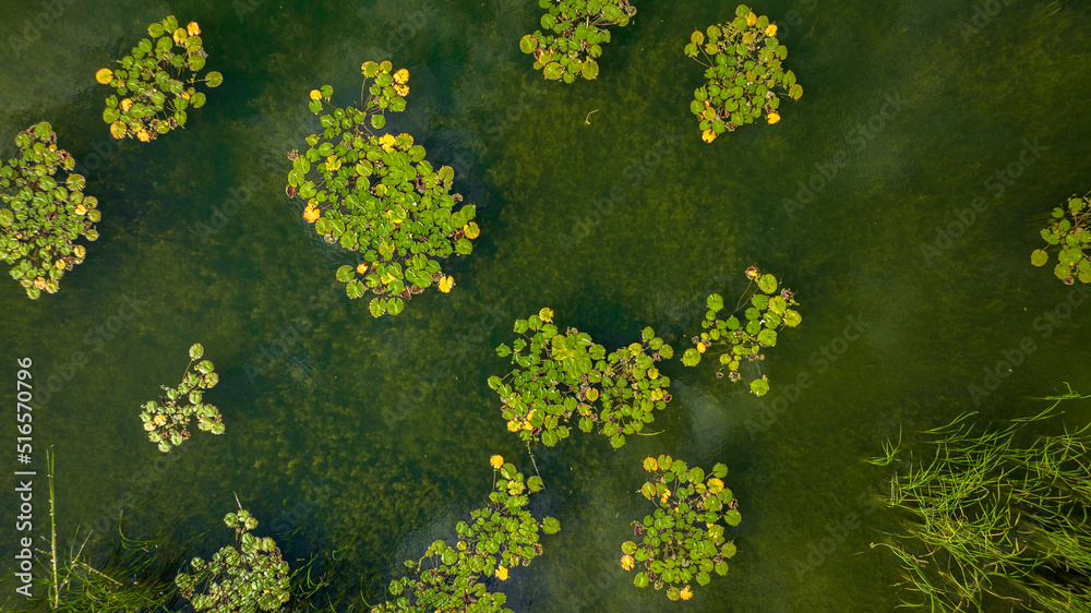 lake with water lilies Nymphaea shot from above