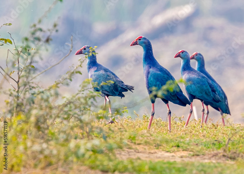 Foto Purple Swamphen in a wetland