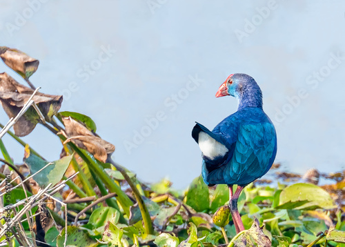 Foto A purple Swamphen near a lake