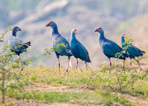 A Group of purple Swamphen in field