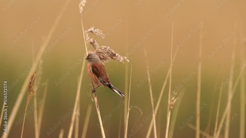 A male Common Linnet (Linaria cannabina) sitting in the reed A male Common Linnet (Linaria cannabina) sitting in the reed