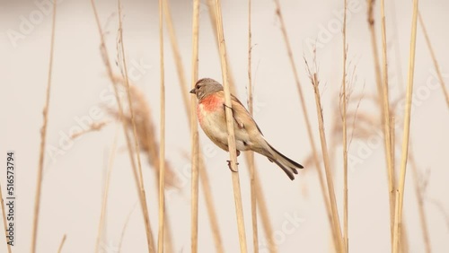 A male Common Linnet (Linaria cannabina) sitting in the reed photo