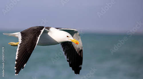 Seagull flying over the ocean towards the fynbos coast in South Africa, these birds are good fishermen and go miles out to sea. © Domingo Sáez