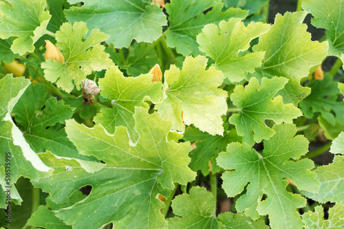 close-up of the leaves of the pub from above in the garden in the flower bed photo