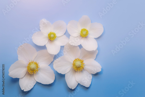 Snowdrop anemone windflower  Anemone sylvestris . White spring forest flower on blue background. Close-up